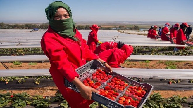 Espagne: Le cycle migratoire commence bientôt pour les saisonnières de Huelva 