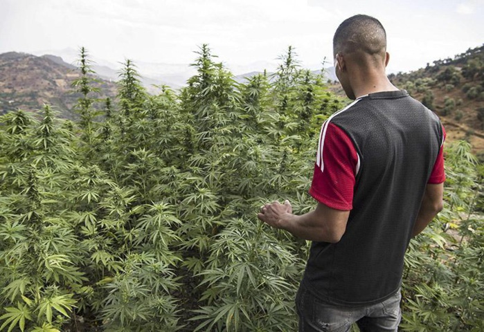 Cannabis licite : vers la construction d’un laboratoire de recherche à Al-Hoceima
