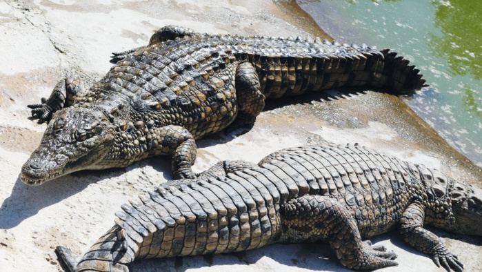 Biodiversité : Bientôt le retour des crocodiles marocains dans la Nature ? Biodiversité : Bientôt le retour des crocodiles marocains dans la Nature ?
