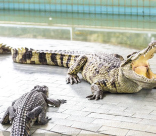 Biodiversité : Bientôt le retour des crocodiles marocains dans la Nature ? Biodiversité : Bientôt le retour des crocodiles marocains dans la Nature ?