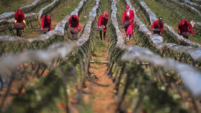 PCNS : Des mesures de réintégration des travailleuses saisonnières sont recommandées PCNS : Des mesures de réintégration des travailleuses saisonnières sont recommandées