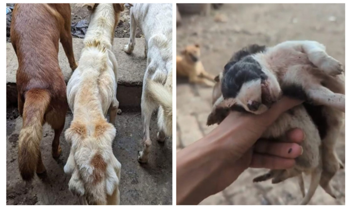 Photo: droits réservés. Photo: droits réservés.