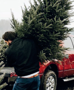 Sapins de Noël : Un marché timide au Maroc, mais qui gagne en ampleur !