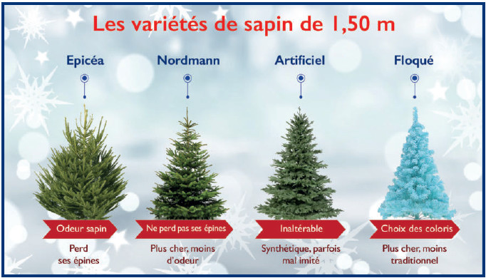 Sapins de Noël : Un marché timide au Maroc, mais qui gagne en ampleur !