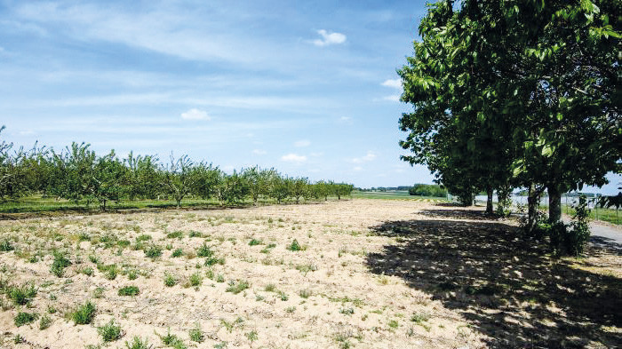 Agriculture : La vague de chaleur menace-t-elle la saison ? Agriculture : La vague de chaleur menace-t-elle la saison ?