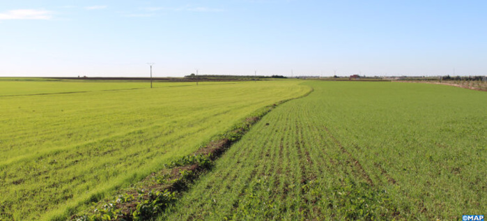 Settat : Impact positif des récentes précipitations Settat : Impact positif des récentes précipitations