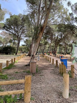 Athlétisme : 6000 participants à la course Forêt Diplomatique de Tanger Athlétisme : 6000 participants à la course Forêt Diplomatique de Tanger