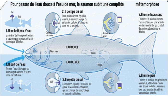 Salmoniculture : Entre saumon en flambée et redécouverte de la truite saumonée
