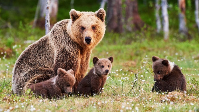 Ours de l’Atlas : L’autre emblème disparu du bestiaire maghrébin Ours de l’Atlas : L’autre emblème disparu du bestiaire maghrébin