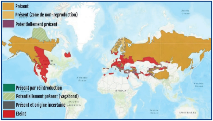 Ours de l’Atlas : L’autre emblème disparu du bestiaire maghrébin