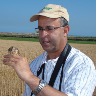 Ours de l’Atlas : L’autre emblème disparu du bestiaire maghrébin Ours de l’Atlas : L’autre emblème disparu du bestiaire maghrébin