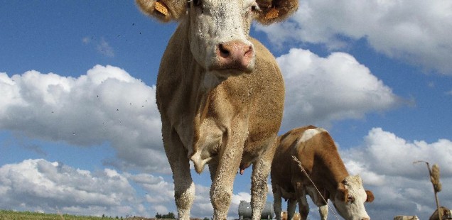 Maladie de la vache folle : le Maroc suspend l’importation des bovins du Royaume Uni Maladie de la vache folle : le Maroc suspend l’importation des bovins du Royaume Uni