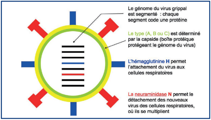 Grippe saisonnière : Un millésime 2023 très persistant en souche ! Grippe saisonnière : Un millésime 2023 très persistant en souche !