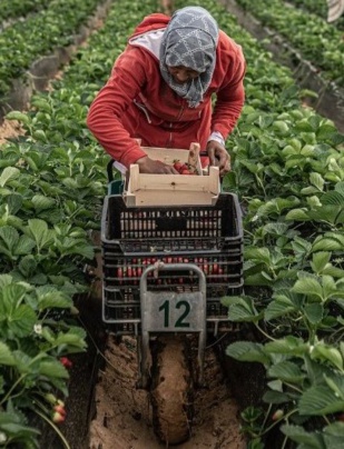 Espagne-Emploi : Les saisonnières marocaines déjà sur place à Huelva pour les récoltes