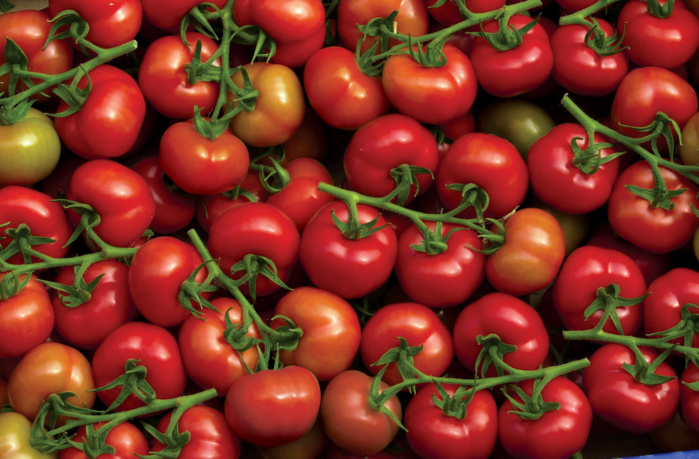 Prix des tomates : Faut-il limiter l’export pour contrer la flambée ?