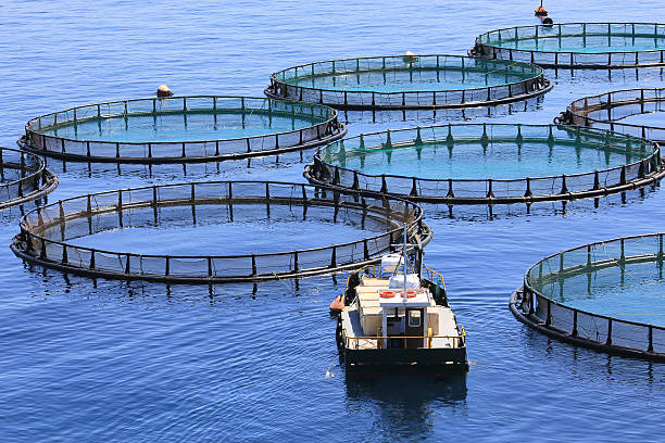 Maroc - Israël :  Coup de pouce à la coopération aquacole