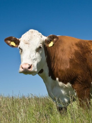 Viandes rouges : Délai triennal pour le redressement du cheptel national Viandes rouges : Délai triennal pour le redressement du cheptel national