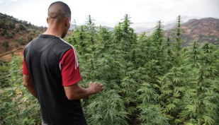 Cannabis : 230 licences de production octroyées à ce jour