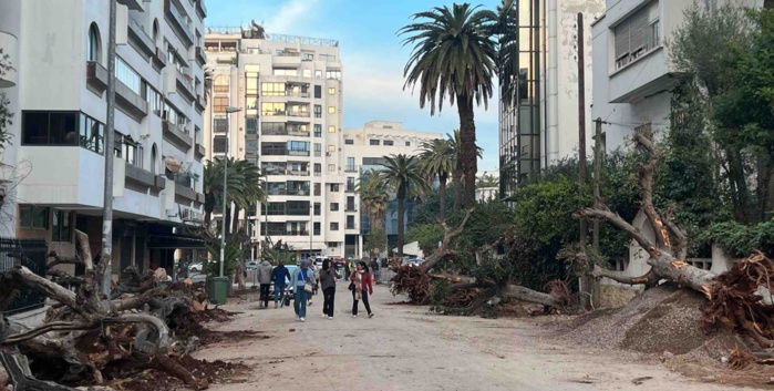 Conseil-Sidi Belyout : L’abattage d’arbres suscite une vive polémique