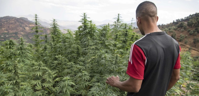 Le Maroc autorise l'importation des premières graines de cannabis légales