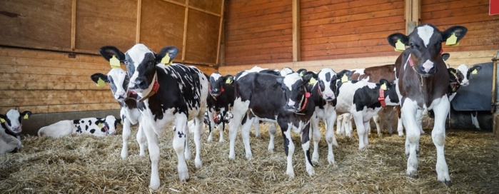 Baïtas : le nombre de veaux importés s'élevait à 10.348 Baïtas : le nombre de veaux importés s'élevait à 10.348