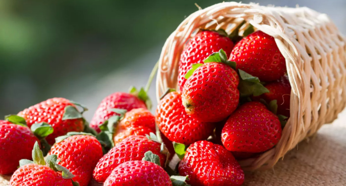 Agriculture : Les fraises marocaines réussissent bien à l’export
