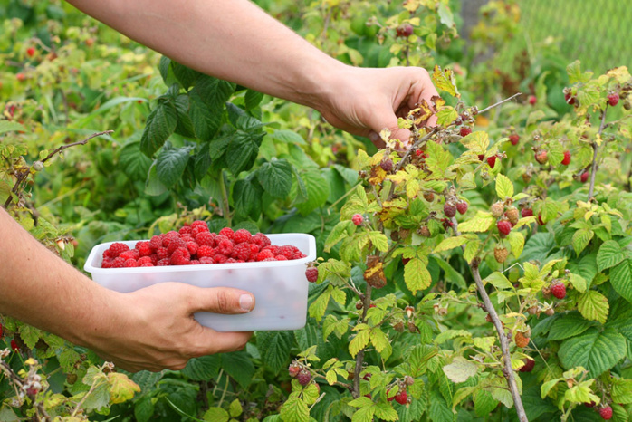Agriculture: Les framboises marocaines très convoitées à l’export