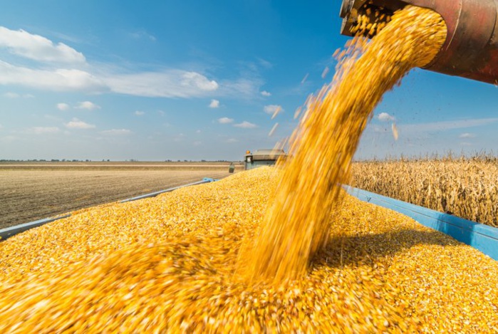 Sécurité alimentaire : Comment le Royaume gère-t-il ses importations de blé ? [INTÉGRAL]