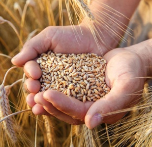 Sécurité alimentaire : Comment le Royaume gère-t-il ses importations de blé ? [INTÉGRAL]