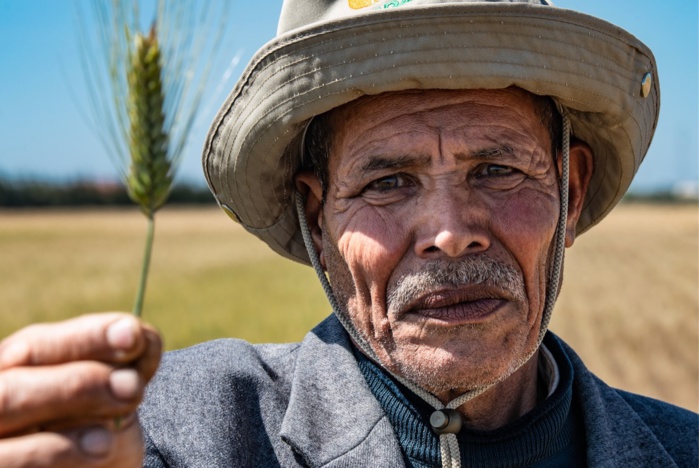 Agriculture : Mise au point de nouvelles variétés de céréales anti-sécheresse Agriculture : Mise au point de nouvelles variétés de céréales anti-sécheresse