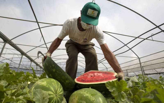 Le Maroc devient le deuxième fournisseur de pastèques sur le marché européen Le Maroc devient le deuxième fournisseur de pastèques sur le marché européen