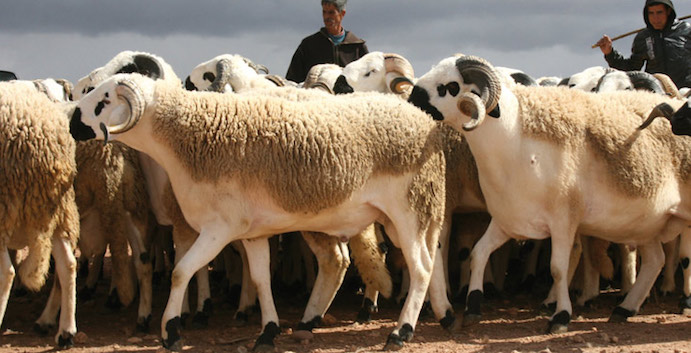 Viande rouge : 18.000 têtes d’ovins seront importées cette année 