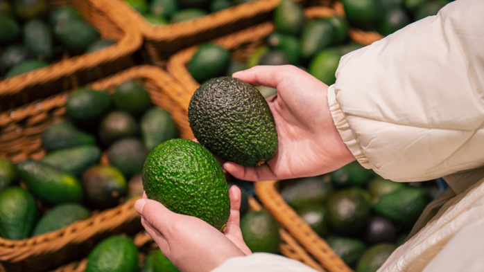 Avocat : Le Maroc pourrait établir un record en matière d'exportations
