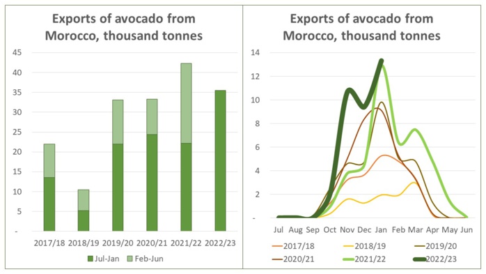 Avocat : Le Maroc pourrait établir un record en matière d'exportations Avocat : Le Maroc pourrait établir un record en matière d'exportations