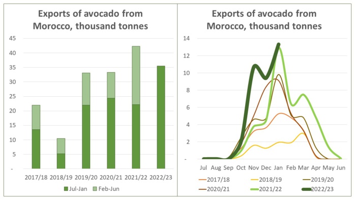 Avocat : Le Maroc pourrait établir un record en matière d'exportations