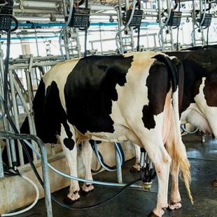 Ramadan : Les prix du lait résistent à la hausse [INTÉGRAL] 