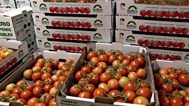 Légumes : le gouvernement maintient l'interdiction d'exportation des tomates Légumes : le gouvernement maintient l'interdiction d'exportation des tomates