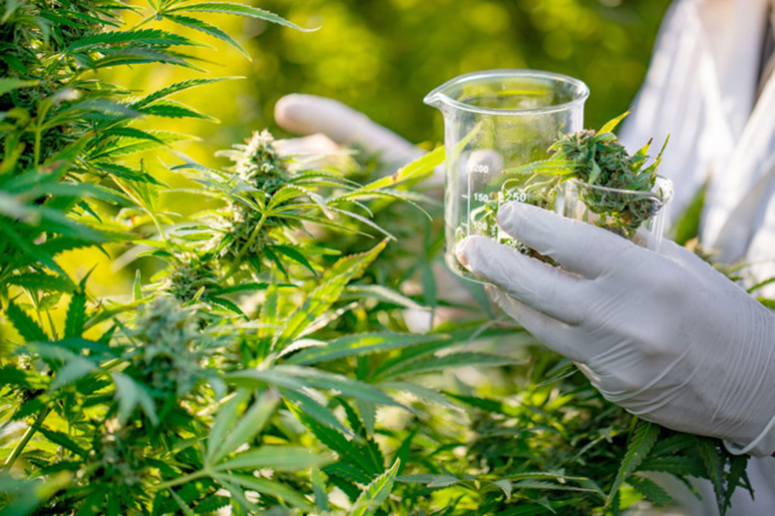 Cannabis licite : Retard à l’allumage d’une filière en attente d’éclosion  [INTÉGRAL]