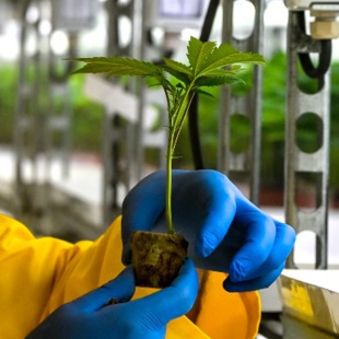 Cannabis licite : Retard à l’allumage d’une filière en attente d’éclosion  [INTÉGRAL]