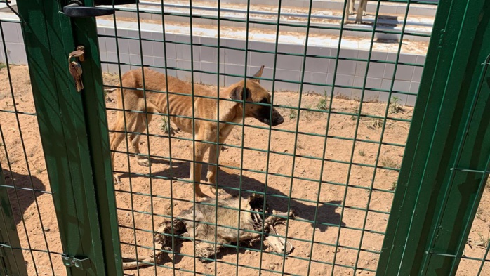 Dispensaire animalier d’Al-Arjat : les chiens meurent de faim à cause de l’incurie Dispensaire animalier d’Al-Arjat : les chiens meurent de faim à cause de l’incurie