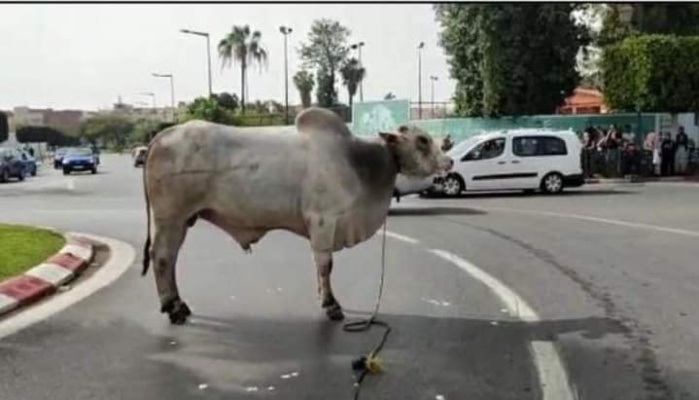 Incidents des bovins brésiliens : comment de faire indemniser en cas de dégâts matériels Incidents des bovins brésiliens : comment de faire indemniser en cas de dégâts matériels