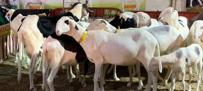 RCI-Salon du bétail: Accroître le levier commerce régional