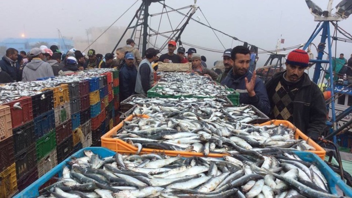 El Jadida: Les produits de pêche s'élèvent à 41.473 tonnes El Jadida: Les produits de pêche s'élèvent à 41.473 tonnes