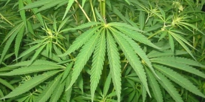 Cannabis légal : Voici les conditions d’import et d’export fixées par l’ADII