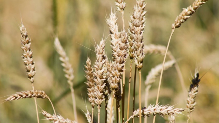 Le Maroc demeure le plus grand importateur de blé de l'UE Le Maroc demeure le plus grand importateur de blé de l'UE