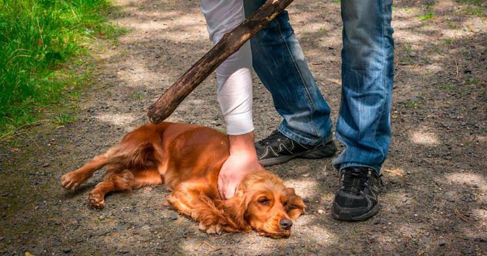 Abattage de chiens et chats : Un collectif d’associations tire la sonnette d’alarme