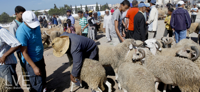 Sacrifice de l’Aïd Al Adha : L’importation pour pallier l’insuffisance de l’offre Sacrifice de l’Aïd Al Adha : L’importation pour pallier l’insuffisance de l’offre