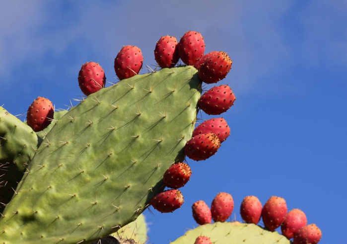 Figuier de barbarie: Le cactus gagne-t-il sa guerre contre la cochenille ? Figuier de barbarie: Le cactus gagne-t-il sa guerre contre la cochenille ?