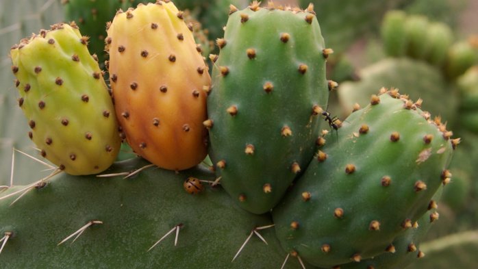 Figuier de barbarie: Le cactus gagne-t-il sa guerre contre la cochenille ? [INTÉGRAL]