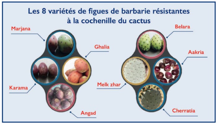 Figuier de barbarie: Le cactus gagne-t-il sa guerre contre la cochenille ? [INTÉGRAL]